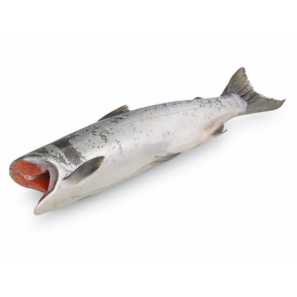 Мороженый кижуч дальневосточный кошерный